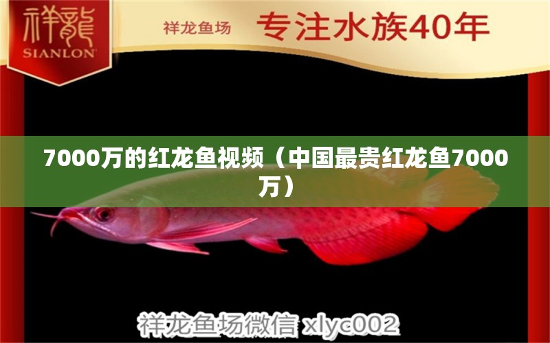 7000萬的紅龍魚視頻（中國最貴紅龍魚7000萬）