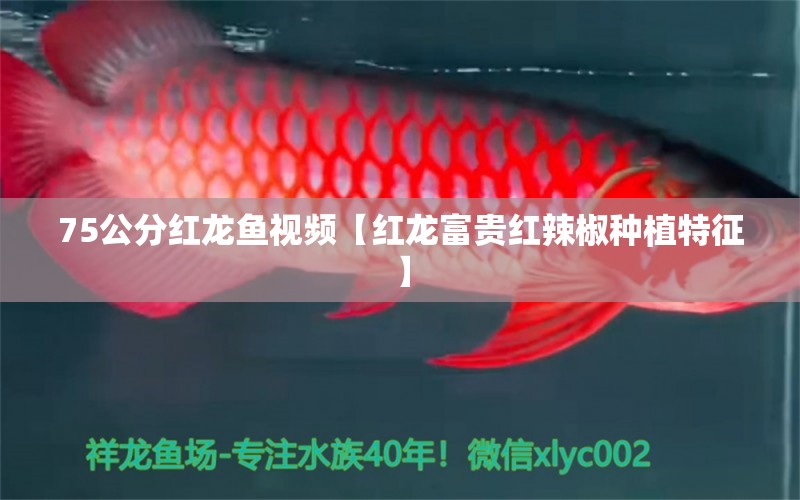 75公分紅龍魚視頻【紅龍富貴紅辣椒種植特征】