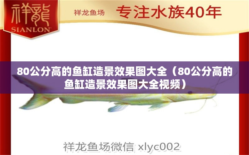 80公分高的魚(yú)缸造景效果圖大全（80公分高的魚(yú)缸造景效果圖大全視頻）