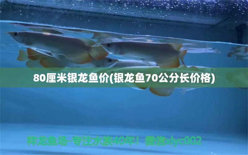 80厘米銀龍魚(yú)價(jià)(銀龍魚(yú)70公分長(zhǎng)價(jià)格)