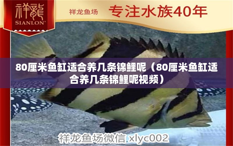 80厘米魚缸適合養(yǎng)幾條錦鯉呢（80厘米魚缸適合養(yǎng)幾條錦鯉呢視頻）