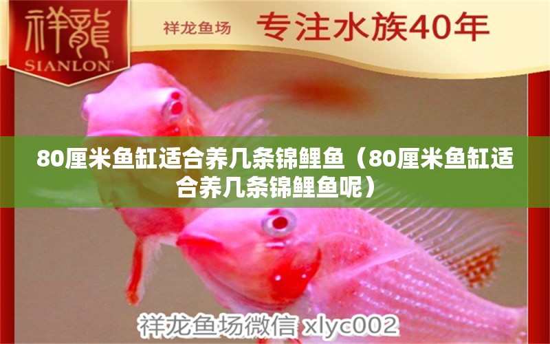 80厘米魚缸適合養(yǎng)幾條錦鯉魚（80厘米魚缸適合養(yǎng)幾條錦鯉魚呢）