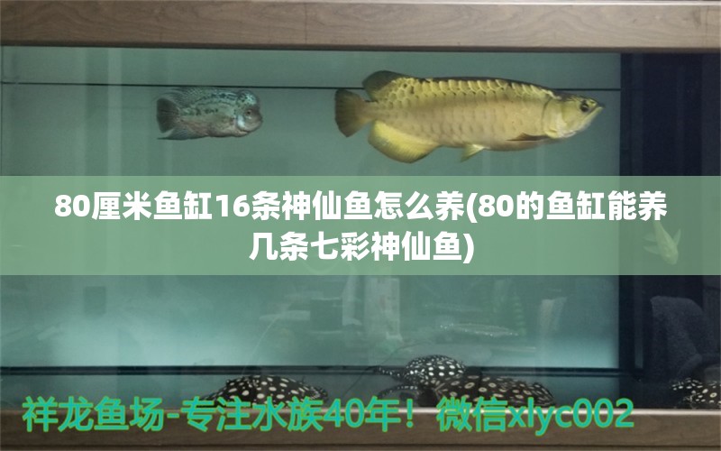 80厘米魚缸16條神仙魚怎么養(yǎng)(80的魚缸能養(yǎng)幾條七彩神仙魚) 七彩神仙魚