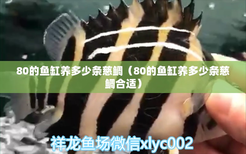 80的魚缸養(yǎng)多少條慈鯛（80的魚缸養(yǎng)多少條慈鯛合適） 觀賞魚市場（混養(yǎng)魚）