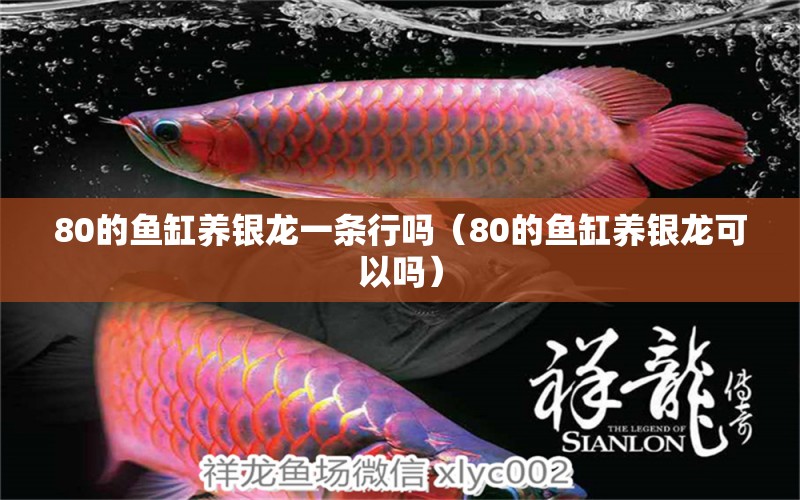 80的魚(yú)缸養(yǎng)銀龍一條行嗎（80的魚(yú)缸養(yǎng)銀龍可以嗎）