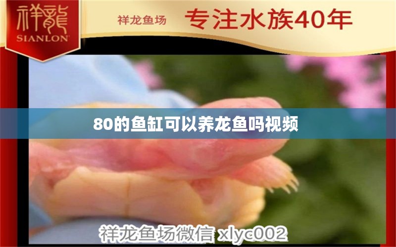 80的魚缸可以養(yǎng)龍魚嗎視頻 