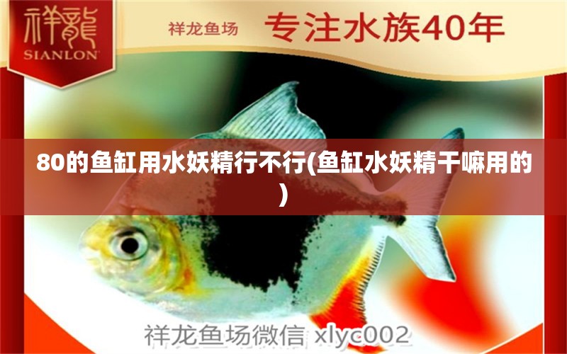 80的魚缸用水妖精行不行(魚缸水妖精干嘛用的) 和尚魚