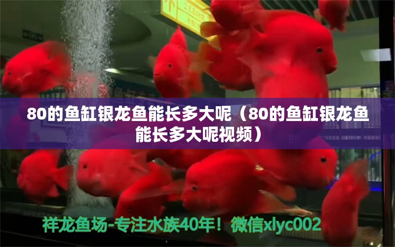 80的魚缸銀龍魚能長多大呢（80的魚缸銀龍魚能長多大呢視頻） 銀龍魚