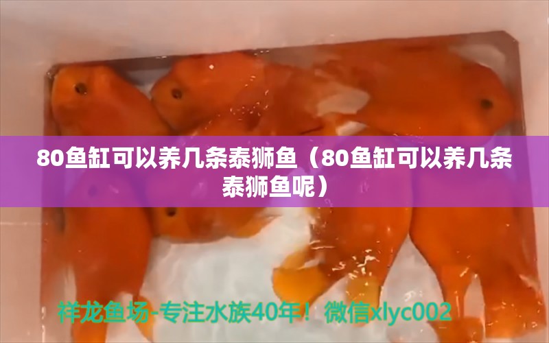 80魚缸可以養(yǎng)幾條泰獅魚（80魚缸可以養(yǎng)幾條泰獅魚呢）