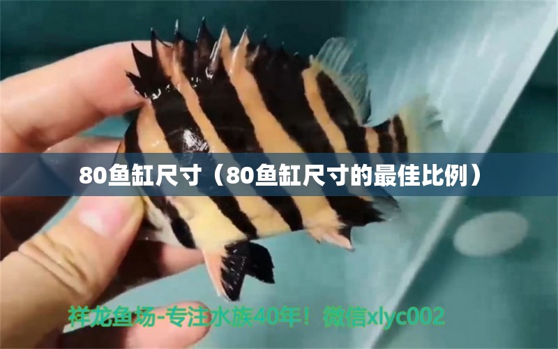 80魚缸尺寸（80魚缸尺寸的最佳比例）