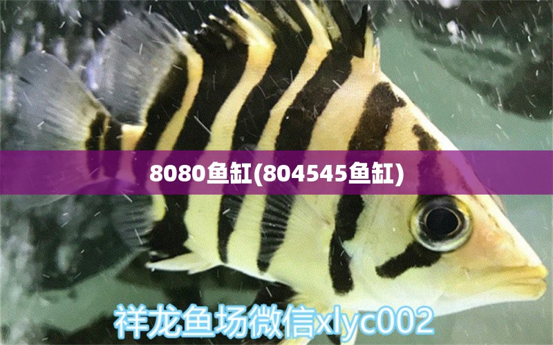 8080魚缸(804545魚缸)