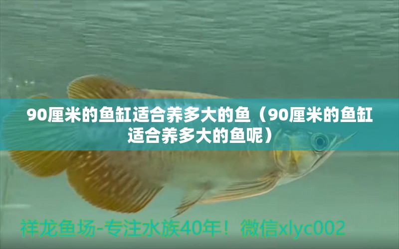 90厘米的魚缸適合養(yǎng)多大的魚（90厘米的魚缸適合養(yǎng)多大的魚呢） 祥龍水族醫(yī)院