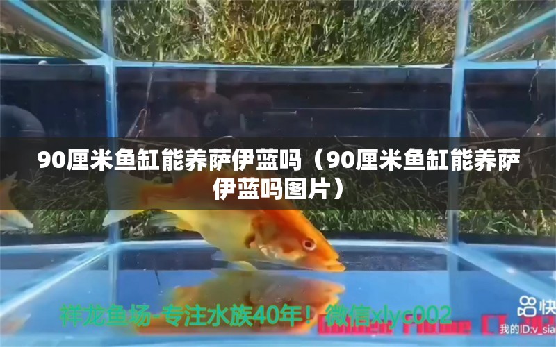 90厘米魚缸能養(yǎng)薩伊藍(lán)嗎（90厘米魚缸能養(yǎng)薩伊藍(lán)嗎圖片） 薩伊藍(lán)魚