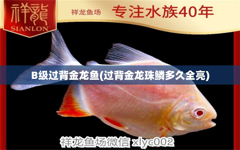 B級(jí)過(guò)背金龍魚(yú)(過(guò)背金龍珠鱗多久全亮) B級(jí)過(guò)背金龍魚(yú)