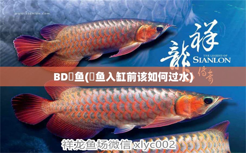 BD魟魚(魟魚入缸前該如何過水) BD魟魚