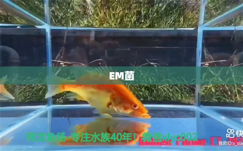 EM菌