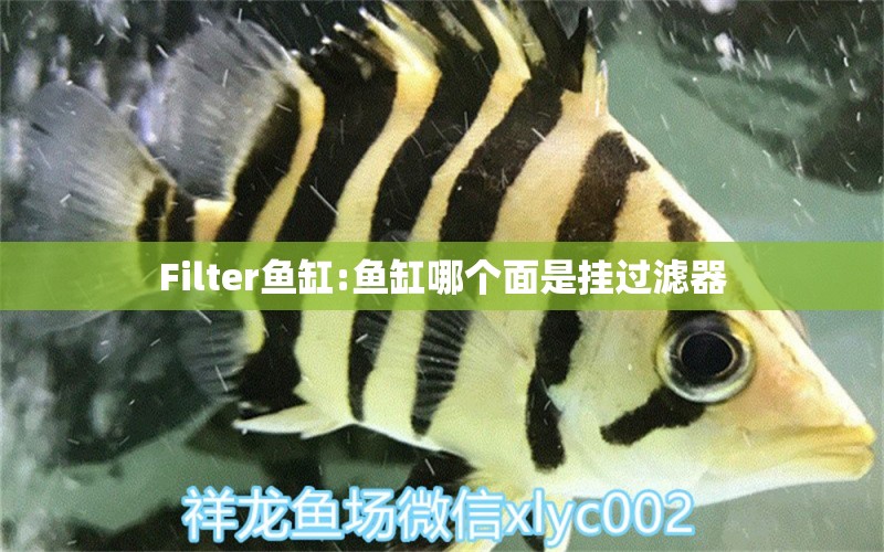 Filter魚缸:魚缸哪個面是掛過濾器 廣州水族器材濾材批發(fā)市場 第2張