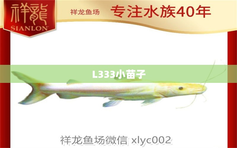 L333小苗子 野彩魚