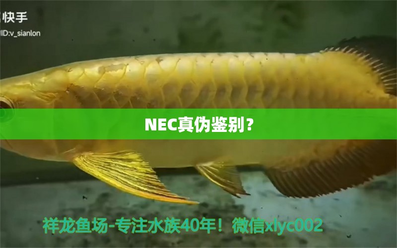 NEC真?zhèn)舞b別？ 觀賞魚論壇 第2張