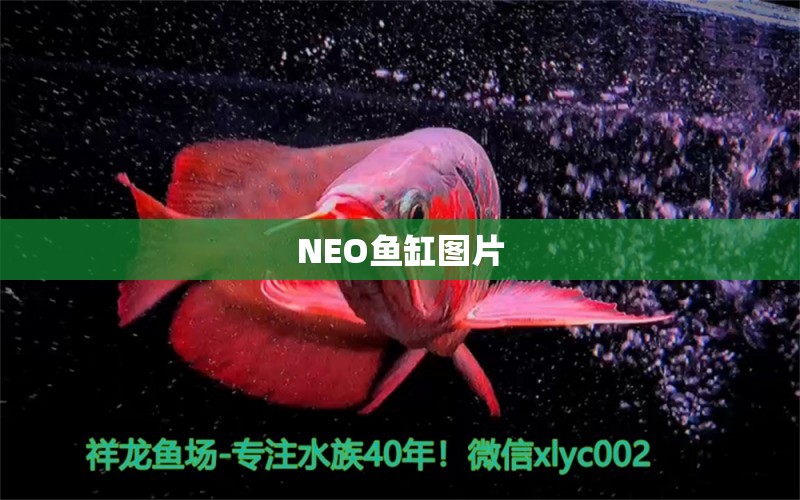 NEO魚缸圖片