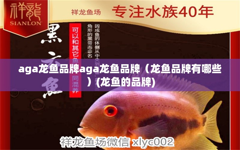 aga龍魚品牌aga龍魚品牌（龍魚品牌有哪些）(龍魚的品牌) 鐵甲武士