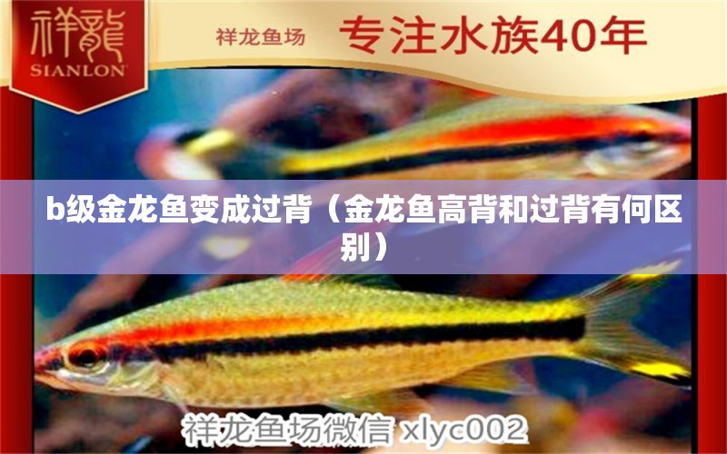 b級(jí)金龍魚(yú)變成過(guò)背（金龍魚(yú)高背和過(guò)背有何區(qū)別） 黃金達(dá)摩魚(yú)