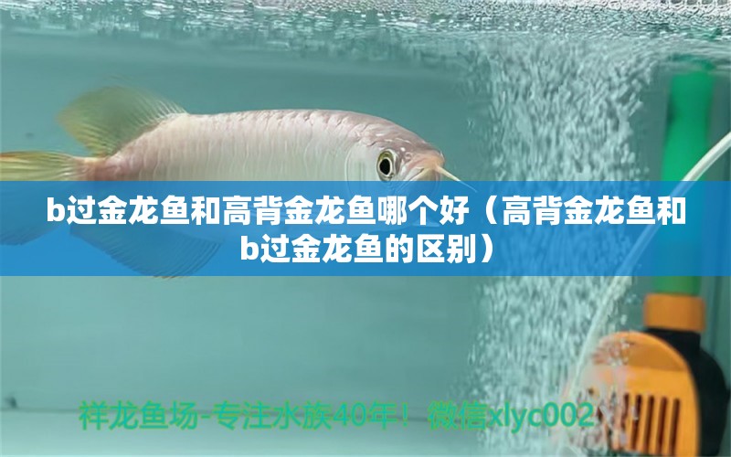 b過金龍魚和高背金龍魚哪個好（高背金龍魚和b過金龍魚的區(qū)別）