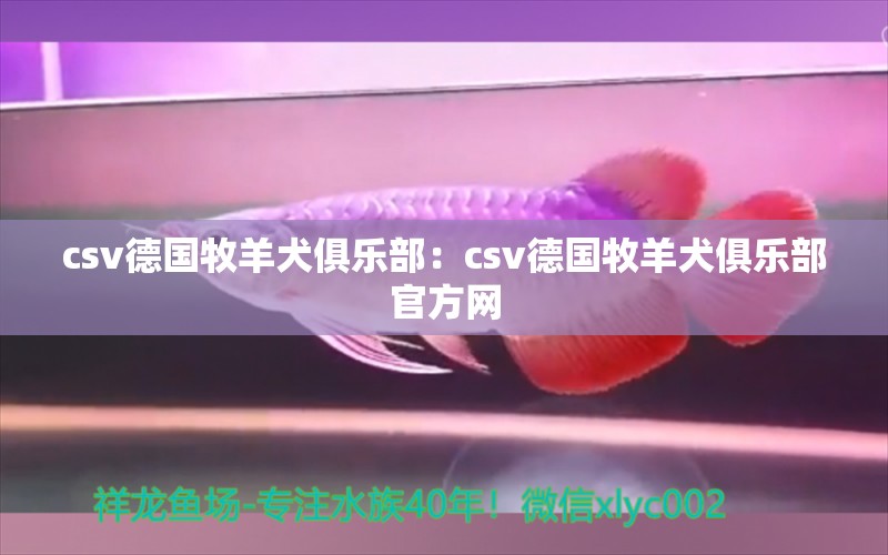 csv德國牧羊犬俱樂部：csv德國牧羊犬俱樂部官方網(wǎng)