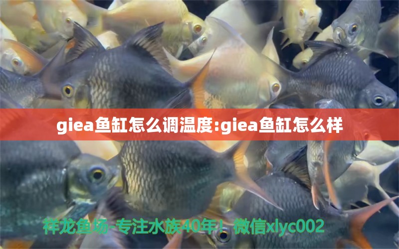 giea魚缸怎么調(diào)溫度:giea魚缸怎么樣