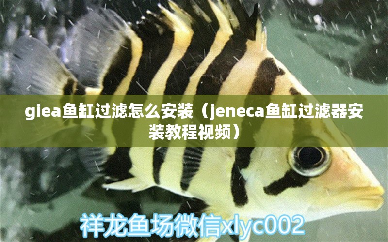 giea魚缸過濾怎么安裝（jeneca魚缸過濾器安裝教程視頻）