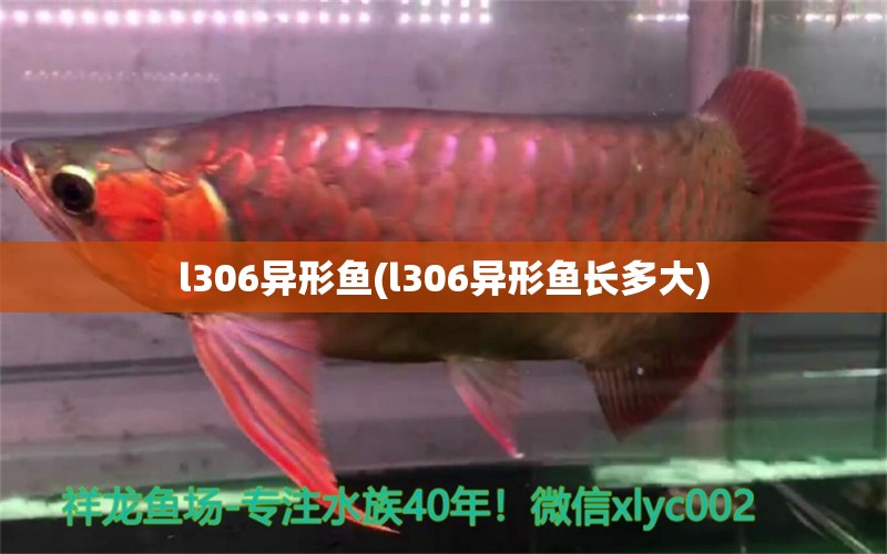 l306異形魚(l306異形魚長多大) 豬鼻龜