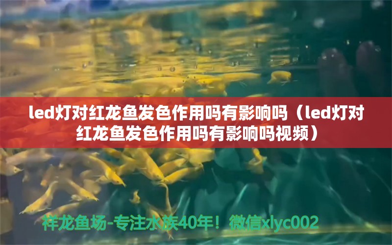 led燈對(duì)紅龍魚(yú)發(fā)色作用嗎有影響嗎（led燈對(duì)紅龍魚(yú)發(fā)色作用嗎有影響嗎視頻） 印尼紅龍魚(yú)