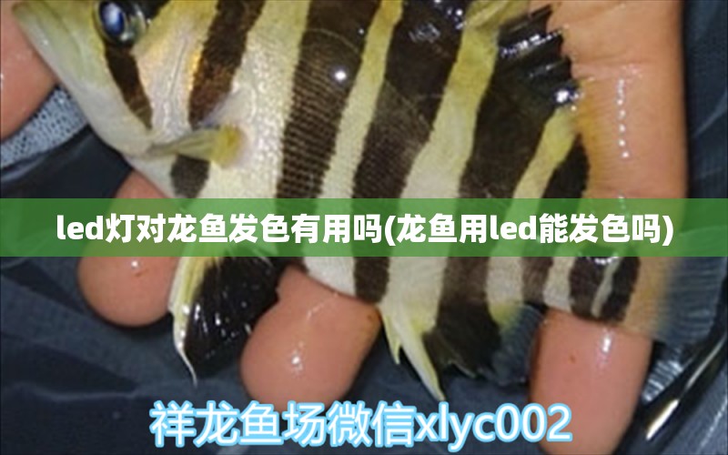 led燈對龍魚發(fā)色有用嗎(龍魚用led能發(fā)色嗎)