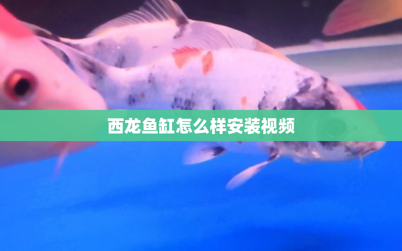 西龍魚缸怎么樣安裝視頻 水族問答 第1張