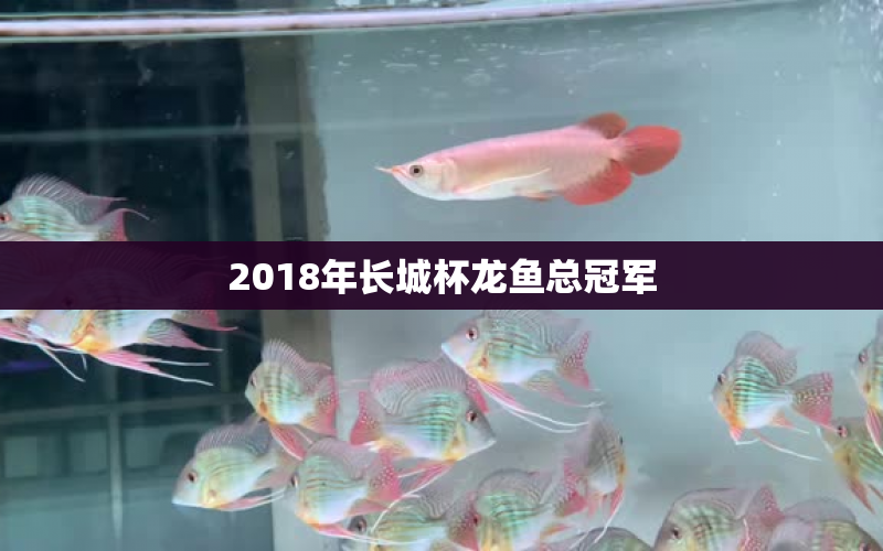 2018年長城杯龍魚總冠軍 水族問答 第2張