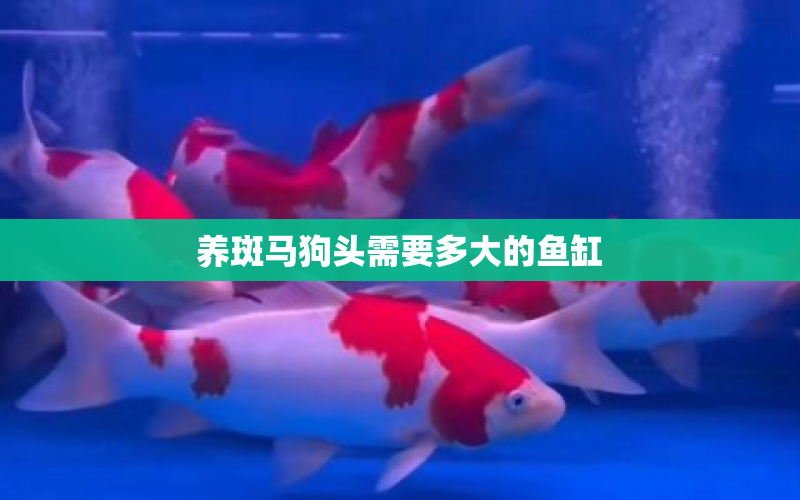 養(yǎng)斑馬狗頭需要多大的魚缸 水族問答 第1張