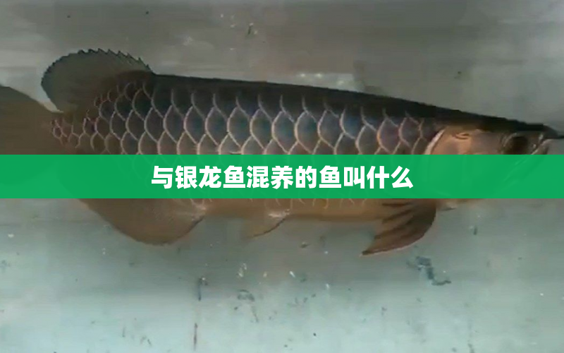 與銀龍魚混養(yǎng)的魚叫什么 水族問答 第1張