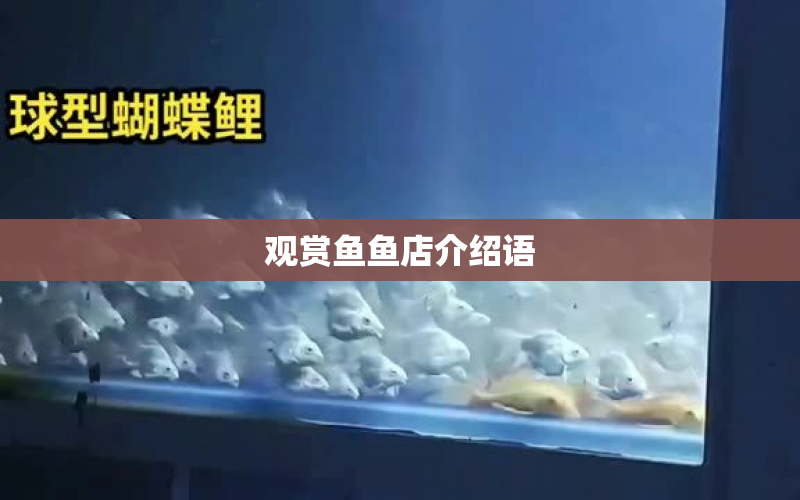 觀賞魚魚店介紹語 水族問答 第1張