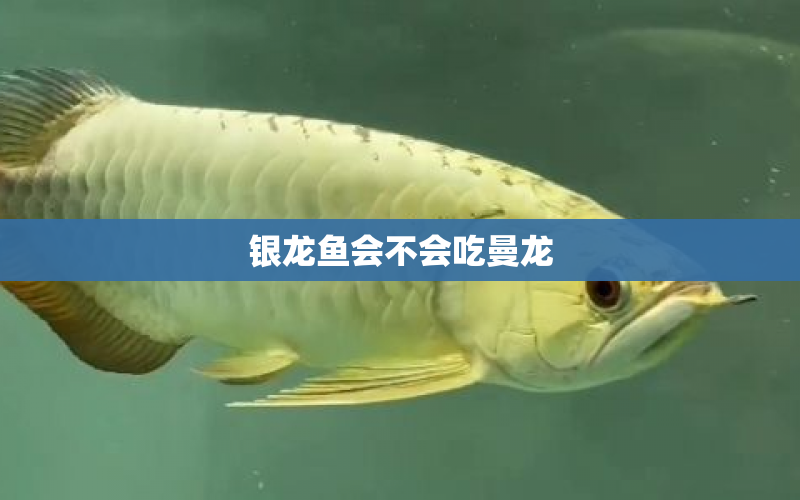 銀龍魚(yú)會(huì)不會(huì)吃曼龍 水族問(wèn)答 第1張