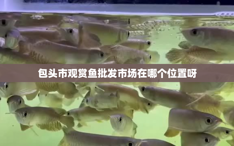 包頭市觀賞魚批發(fā)市場(chǎng)在哪個(gè)位置呀 水族問答 第1張