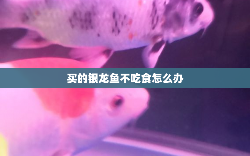 買的銀龍魚不吃食怎么辦 水族問答 第1張