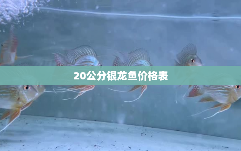 20公分銀龍魚價(jià)格表 水族問答 第1張