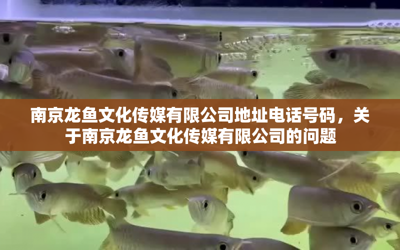 南京龍魚文化傳媒有限公司地址電話號(hào)碼，關(guān)于南京龍魚文化傳媒有限公司的問題 水族問答 第1張