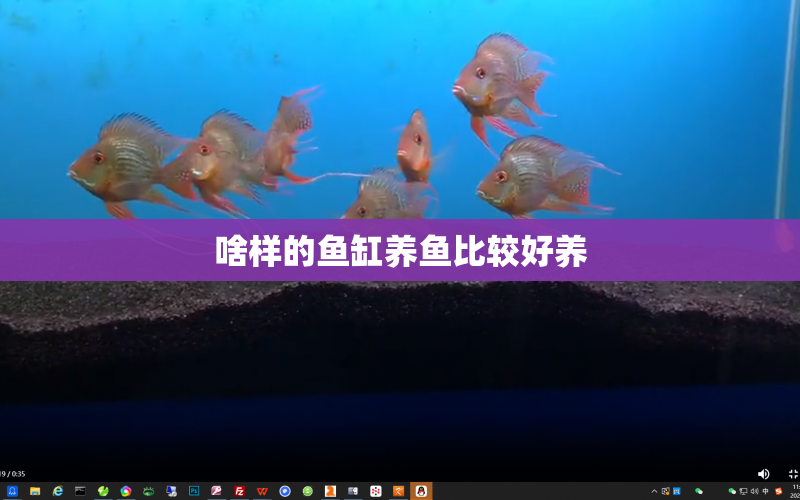 啥樣的魚(yú)缸養(yǎng)魚(yú)比較好養(yǎng) 水族問(wèn)答 第1張