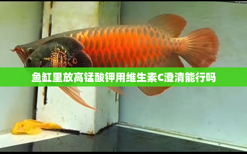 魚(yú)缸里放高錳酸鉀用維生素C澄清能行嗎 水族問(wèn)答 第1張