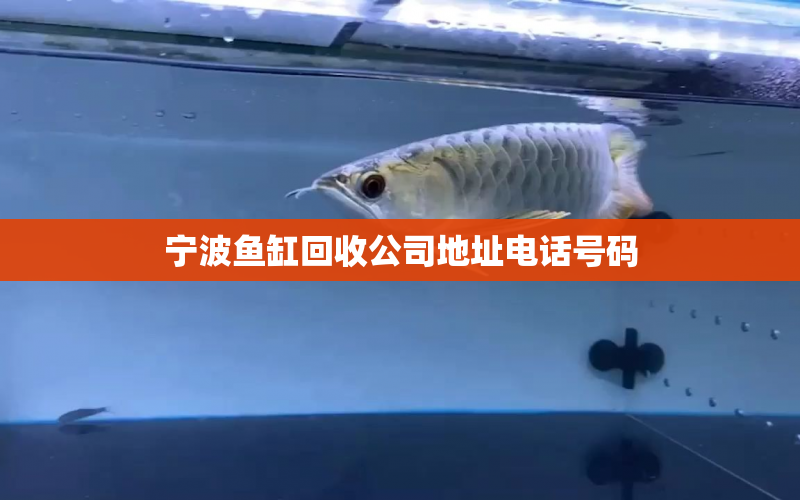 寧波魚缸回收公司地址電話號碼 水族問答 第1張