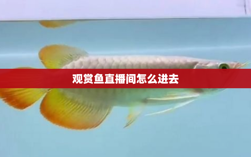 觀賞魚直播間怎么進(jìn)去 水族問答 第1張