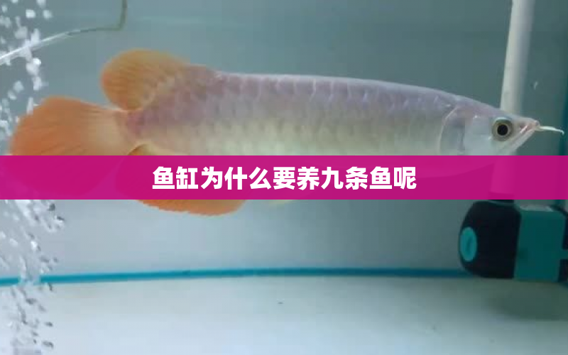 魚缸為什么要養(yǎng)九條魚呢 水族問答 第1張