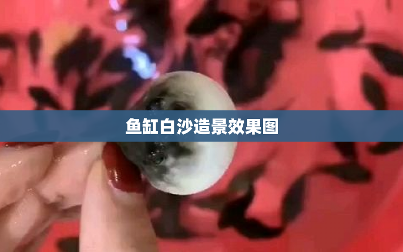 魚缸白沙造景效果圖 水族問答 第1張