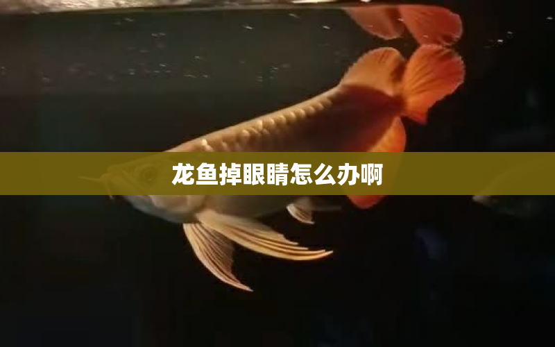 龍魚掉眼睛怎么辦啊 水族問答 第1張